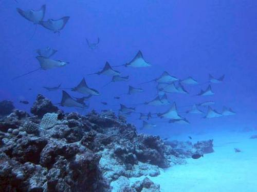 サイパン ダイビング