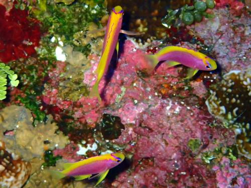 サイパン 体験ダイビング