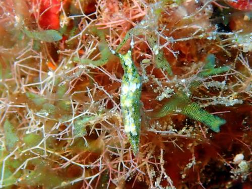 サイパン ダイビングライセンス