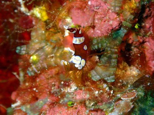 サイパン グロットシュノーケル