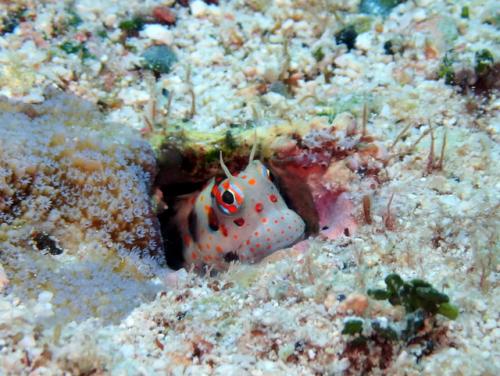 サイパン 体験ダイビング