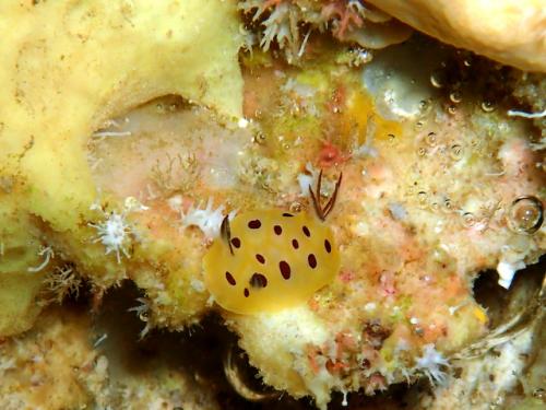 サイパン グロットシュノーケル