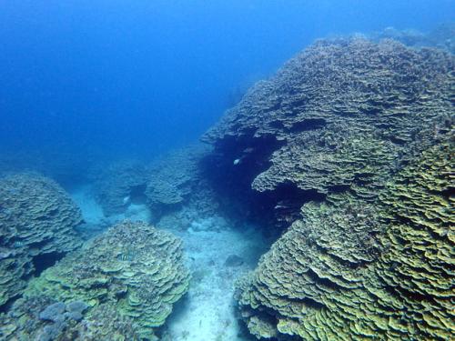 サイパン ダイビング