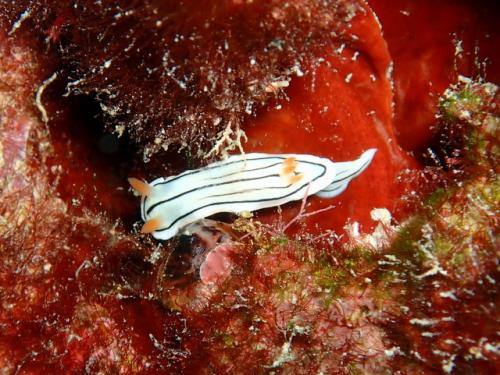 サイパン 体験ダイビング