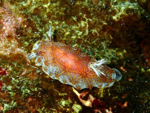 サイパン グロットシュノーケル