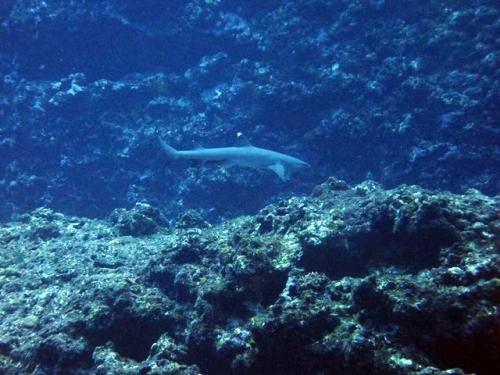 サイパン ダイビングライセンス