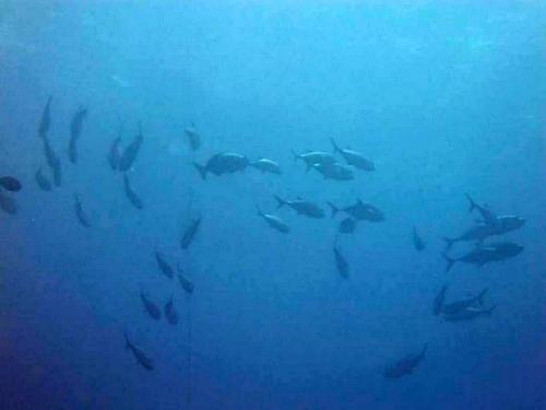 サイパン 体験ダイビング