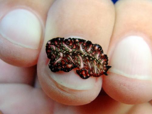 サイパン ダイビングライセンス