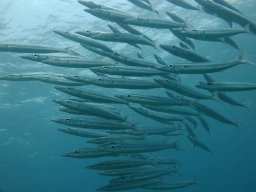 サイパン 体験ダイビング