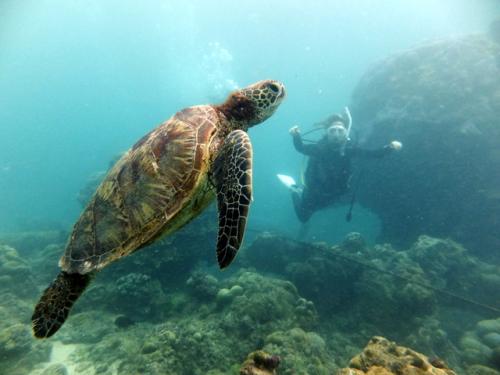 サイパン グロットシュノーケル