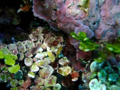 サイパン ダイビング