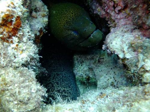 サイパン ダイビングライセンス