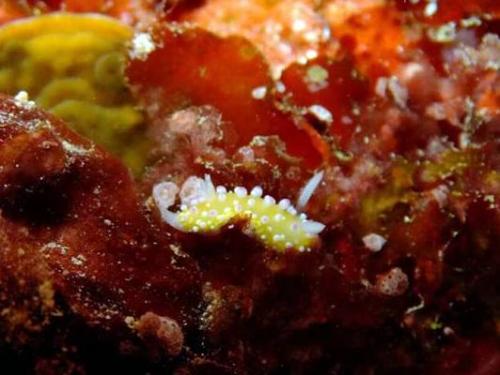 サイパン グロットシュノーケル