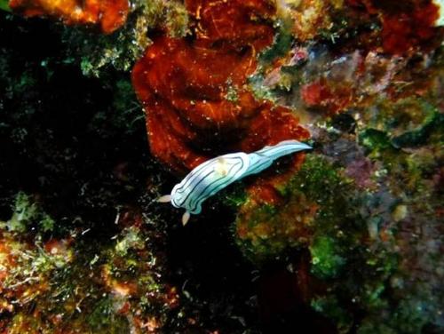 サイパン ダイビング