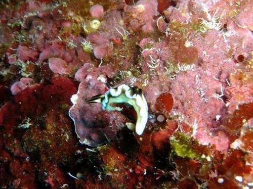 サイパン 体験ダイビング