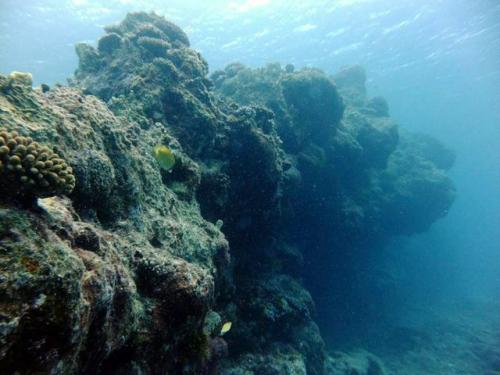 サイパン グロットシュノーケル