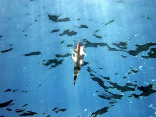 サイパン ダイビング