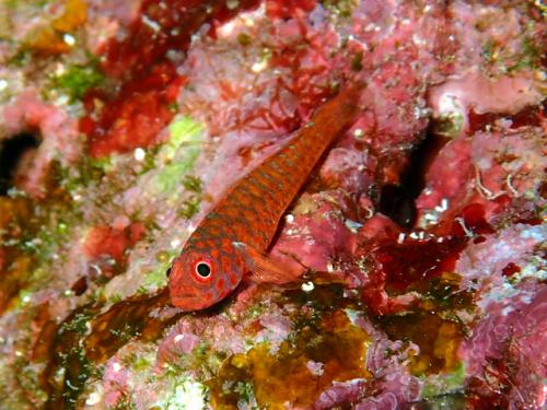 サイパン 島内観光