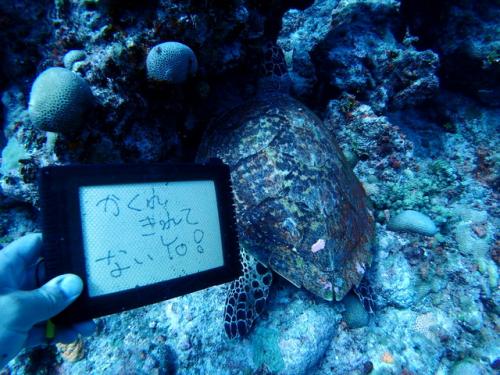 サイパン 体験ダイビング