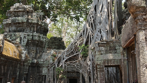 タプローム にょきにょき