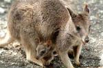 Wallaby