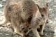 Wallaby
