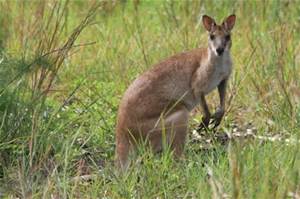 Wallaby