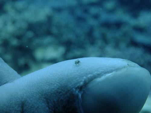 サイパン ダイビング