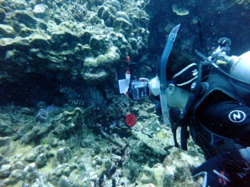 サイパン 体験ダイビング