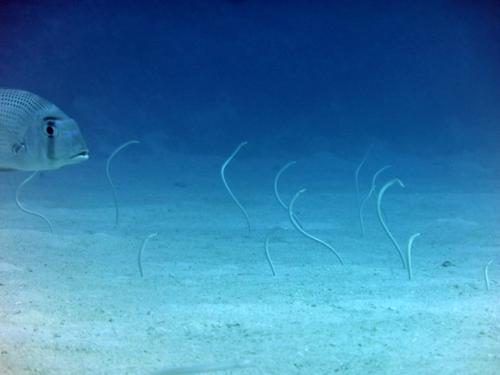 サイパン ダイビング