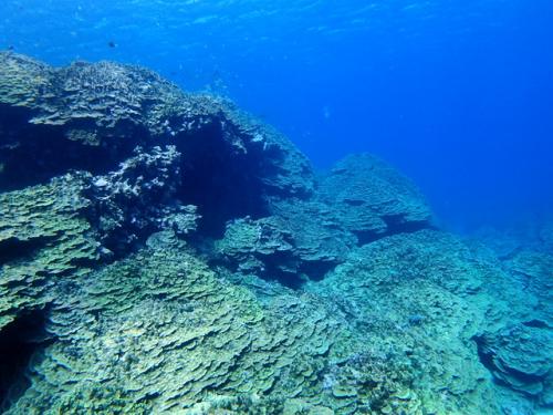 サイパン ダイビングライセンス