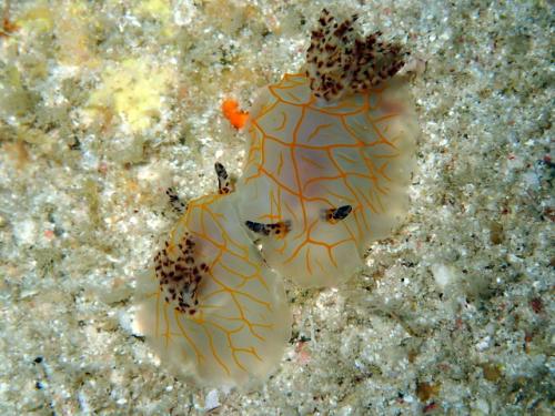 サイパン ダイビングライセンス