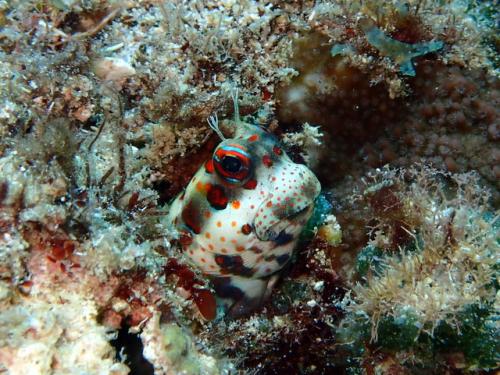 サイパン 体験ダイビング