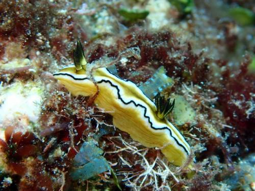 サイパン グロットシュノーケル