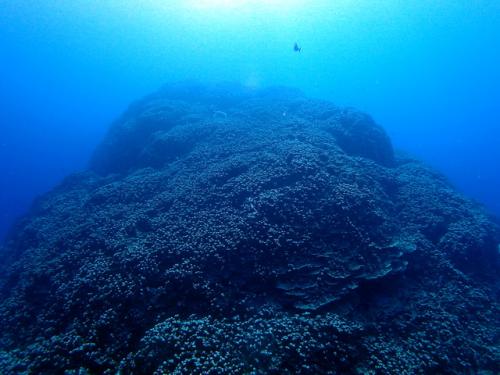 サイパン ダイビングライセンス