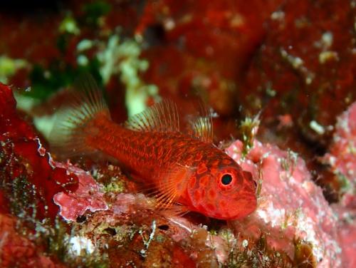 サイパン ダイビング