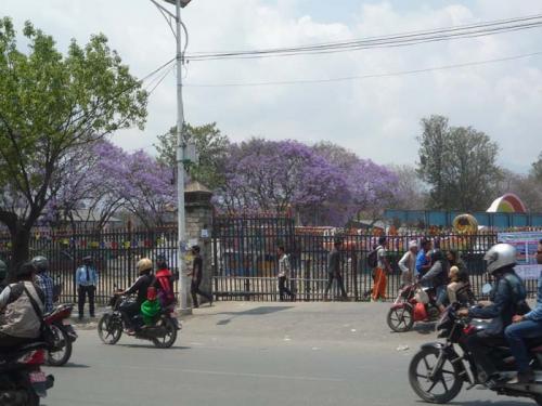 jacaranda1