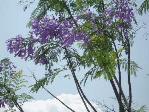 jacaranda2