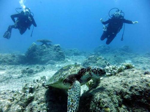 サイパン 体験ダイビング