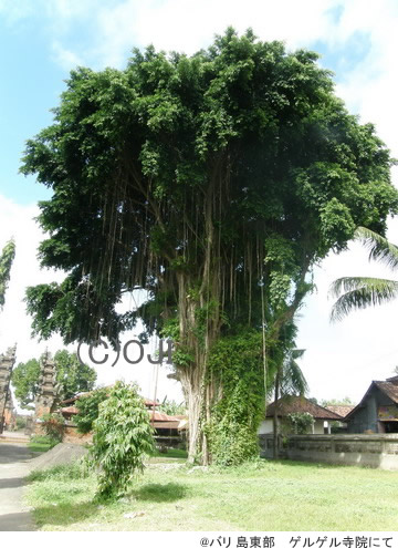 @バリ島東部　ゲルゲル寺院にて