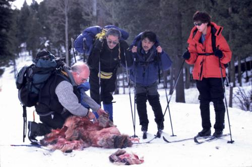 クロスカントリースキーツアーにてエルクの