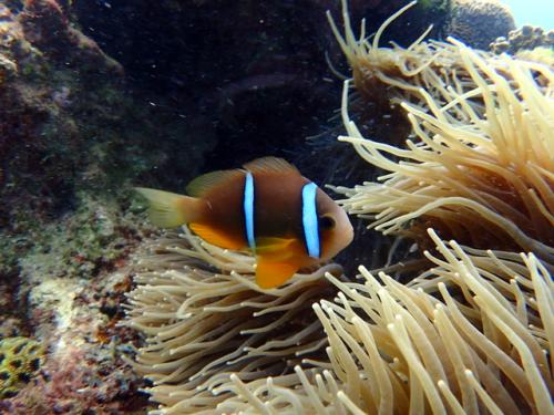 サイパン 体験ダイビング