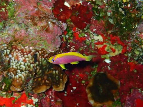 サイパン 体験ダイビング