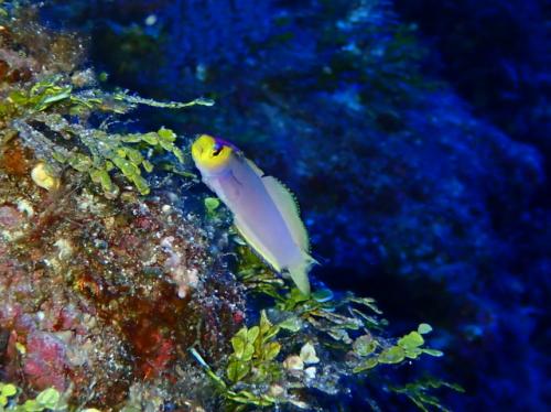 サイパン ダイビングライセンス