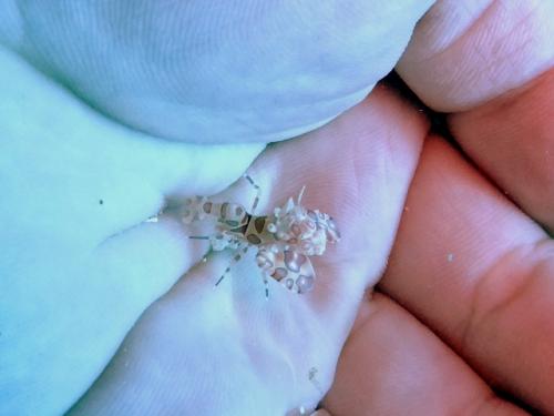 サイパン ダイビング