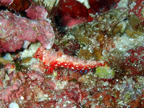 サイパン 体験ダイビング