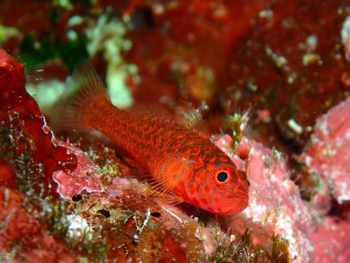 サイパン ダイビングライセンス