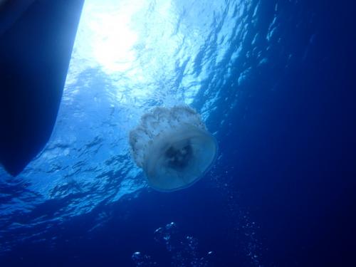 サイパン 島内観光