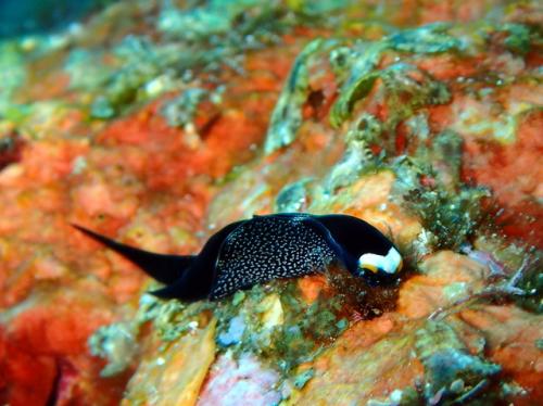 サイパン 体験ダイビング