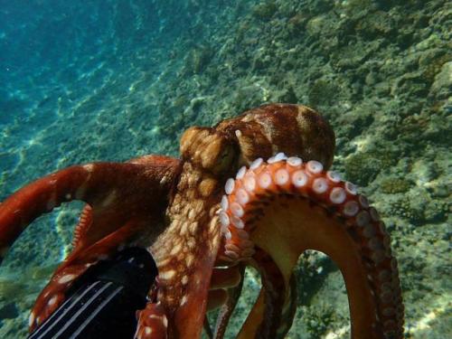 サイパン 体験ダイビング